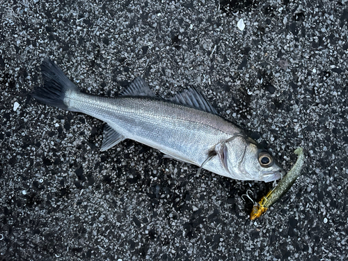 スズキの釣果