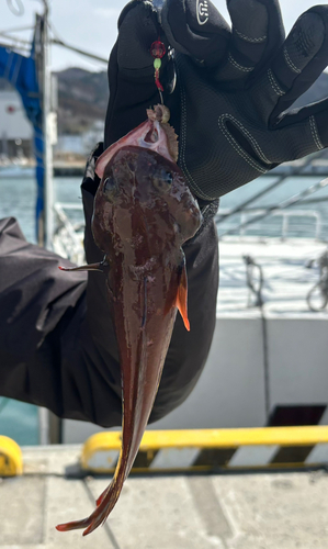 ドンコの釣果