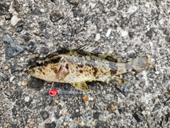 タケノコメバルの釣果