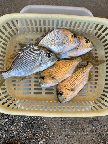 ヘダイの釣果