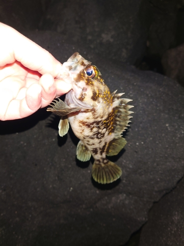 オウゴンムラソイの釣果