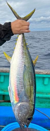 キハダマグロの釣果