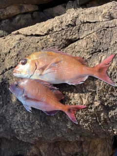 タイの釣果