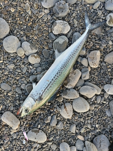 サゴシの釣果