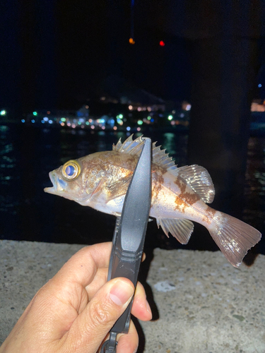 シロメバルの釣果