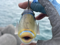 ムラサメモンガラの釣果