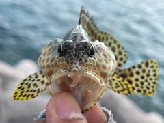 カンモンハタの釣果