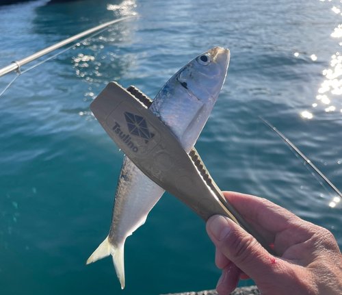 カタボシイワシの釣果