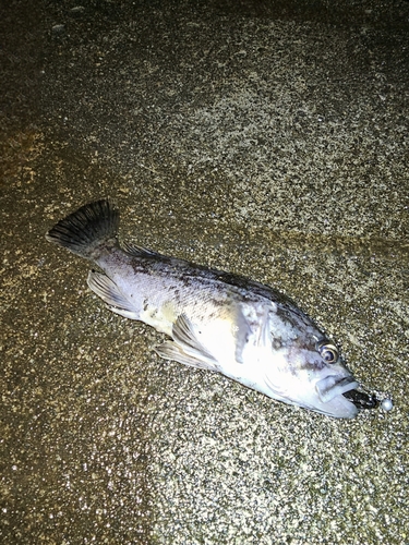 クロソイの釣果