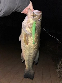 ブラックバスの釣果