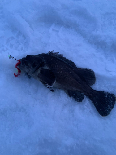 クロソイの釣果