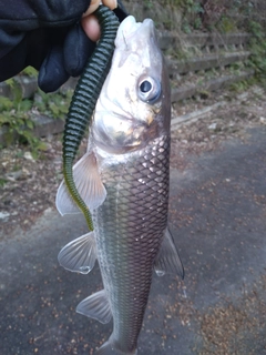 ニゴイの釣果