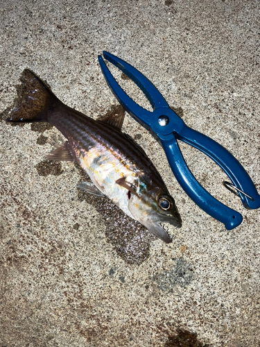 リュウキュウヤライイシモチの釣果