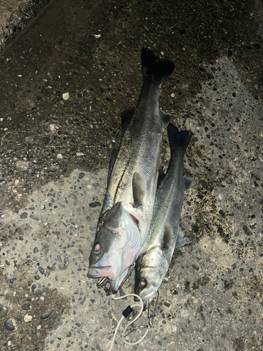 シーバスの釣果