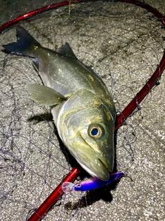 フッコ（マルスズキ）の釣果