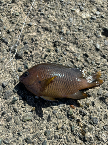 クロスズメダイの釣果