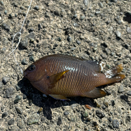 クロスズメダイ