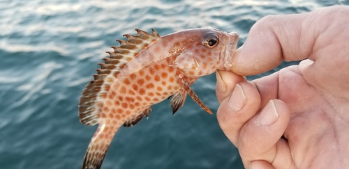 オオモンハタの釣果