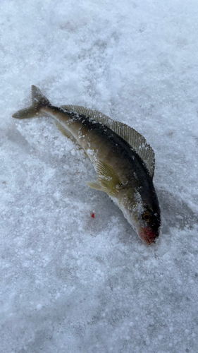 ホッケの釣果