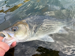 ストライパーの釣果