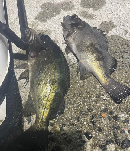 メバルの釣果