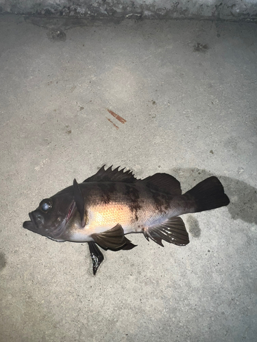 シロメバルの釣果