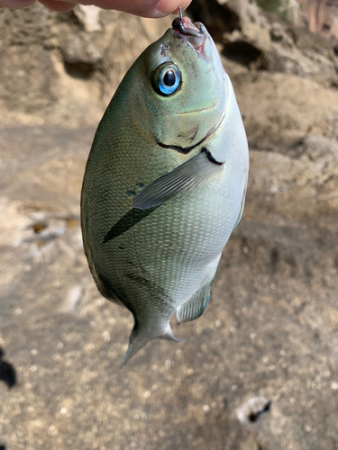 グレの釣果