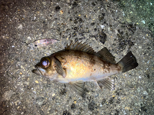 メバルの釣果