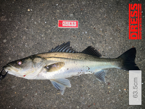 マルスズキの釣果