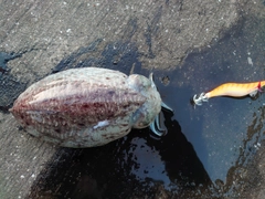 コウイカの釣果