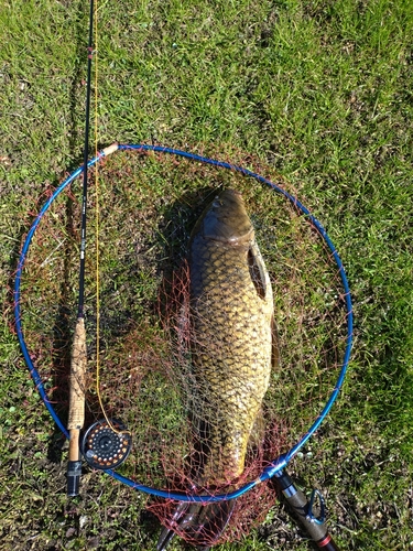 コイの釣果