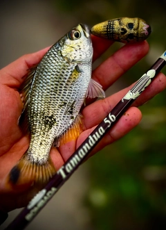 オオクチユゴイの釣果