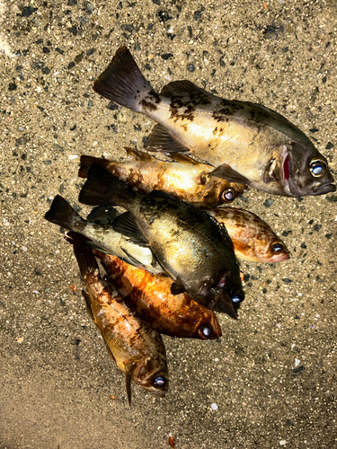 メバルの釣果