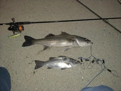 シーバスの釣果