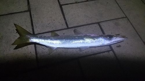 カマスの釣果