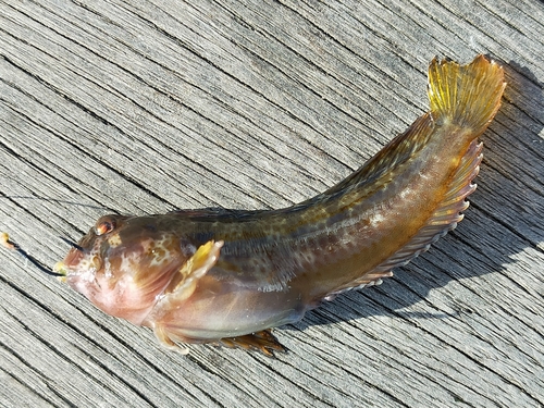 イソギンポの釣果