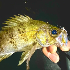 メバルの釣果