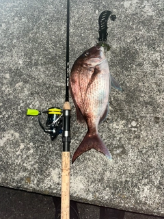 タイの釣果