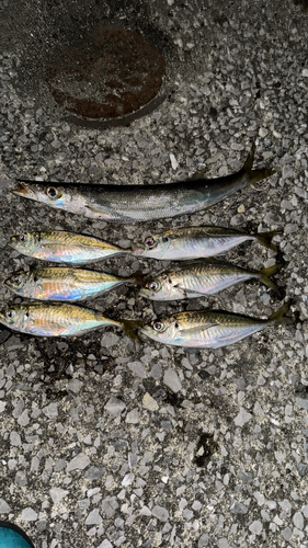 マアジの釣果