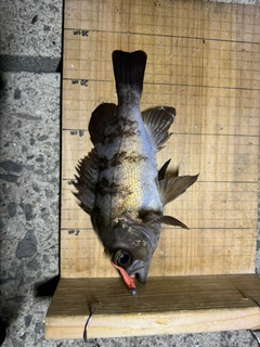 シロメバルの釣果