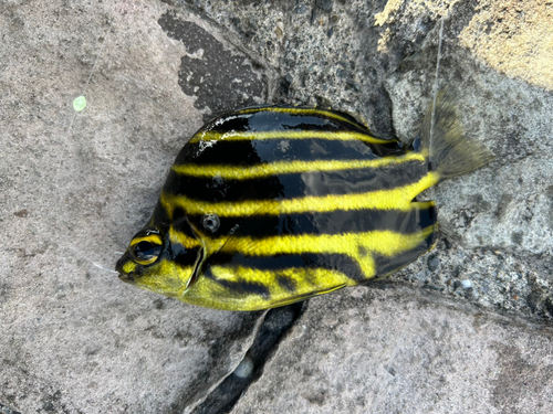 カゴカキダイの釣果