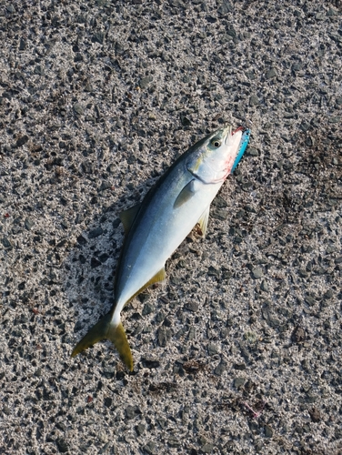 ハマチの釣果