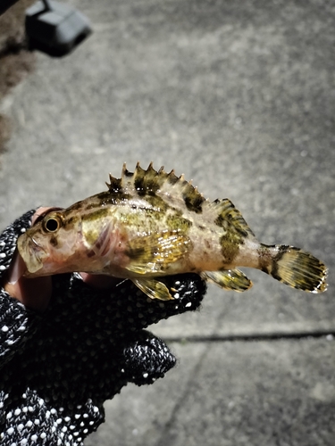 タケノコメバルの釣果