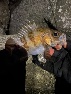 メバルの釣果