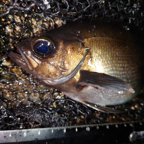 メバルの釣果