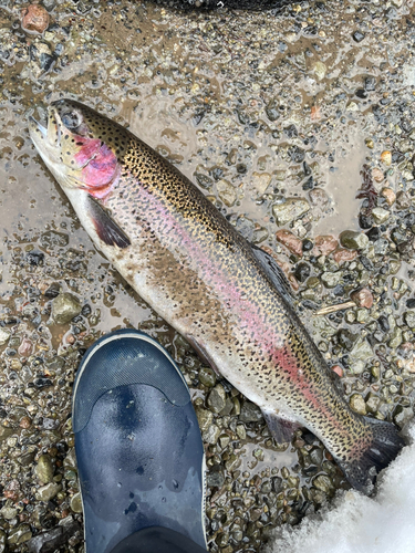 ニジマスの釣果