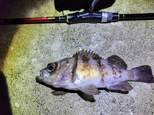 シロメバルの釣果