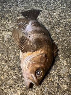 メバルの釣果