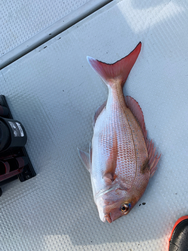 マダイの釣果