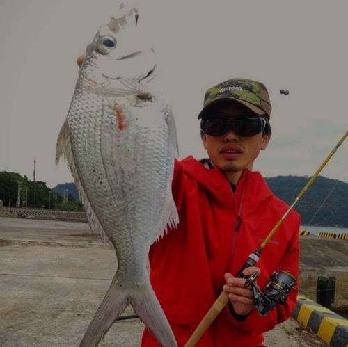 セダカクロサギの釣果